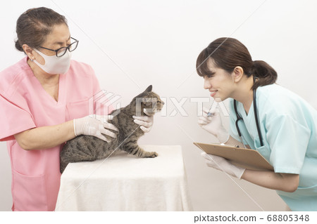 Female veterinarian and nurse examining a cat 68805348