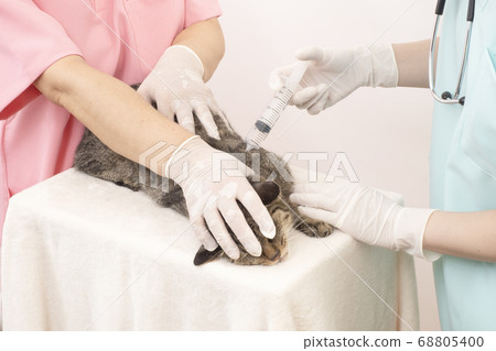 The hands of a female veterinarian and nurse injecting a cat 68805400