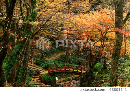 Autumn Leaves Yokozoji: Gifu 68805541