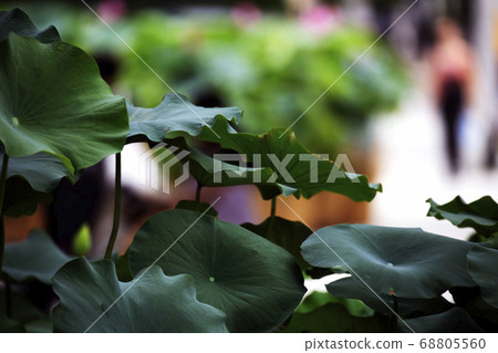 Lotus leaf appreciation Lotus leaf appreciation 68805560