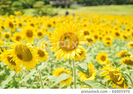 sunflower	 68805970