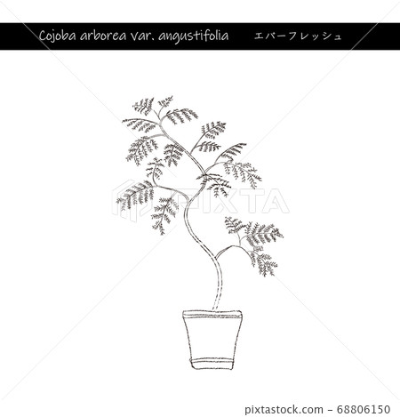 室內綠色常綠線描 68806150