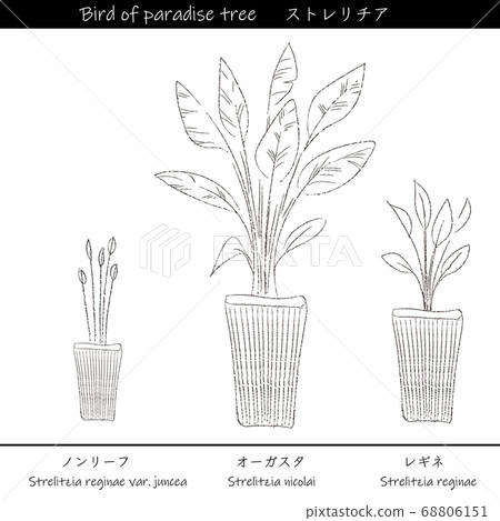 Indoor green Strelitzia line drawing - Stock Illustration [68806151] - PIXTA