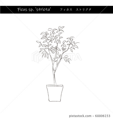 室內綠色無花果線描 68806153