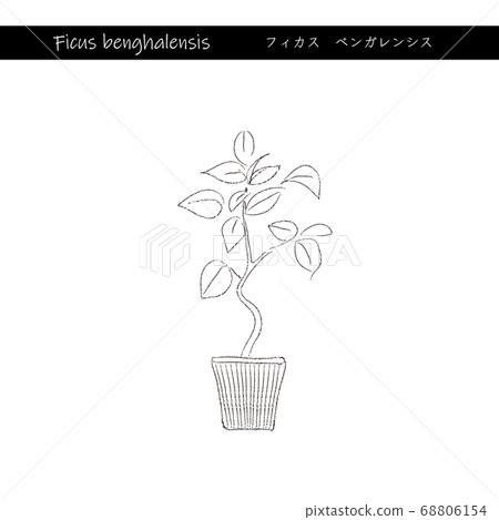 室內綠色榕樹孟加拉線描 68806154