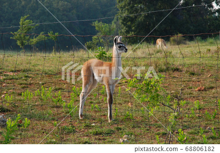 Guanaco children are in a meadow along Route 66 in the United States Guanaco children are in a meadow along Route 66 in the United States 68806182