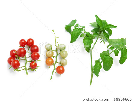 branch with red ripe cherry tomato and green branch with red ripe cherry tomato and green 68806666
