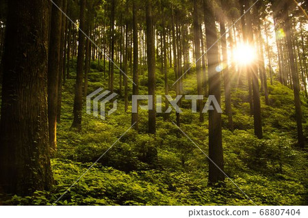 Forest through which light shines 68807404