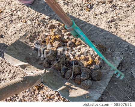 Farmer crearing big dung from a horse on ground 68807631