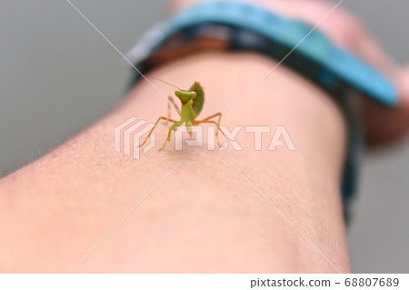 Little green hunter 68807689