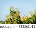 Longan flower on Longan tree 68808141