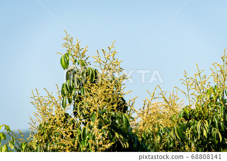 Longan flower on Longan tree Longan flower on Longan tree 68808141