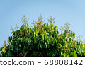 Longan flower on Longan tree 68808142
