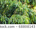 Longan flower on Longan tree 68808143