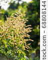 Longan flower on Longan tree 68808144