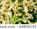 working bee collects flower nectar from longan 68808145