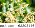 working bee collects flower nectar from longan 68808146