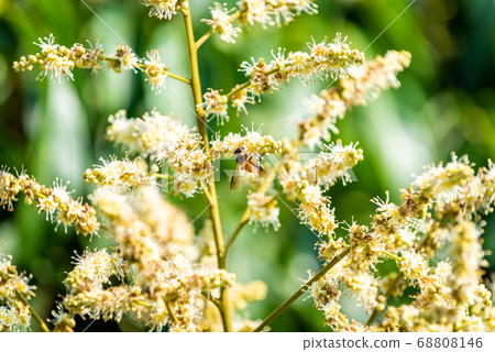 working bee collects flower nectar from longan 68808146
