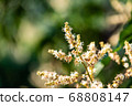 Longan flower on Longan tree 68808147