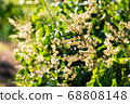 Longan flower on Longan tree 68808148
