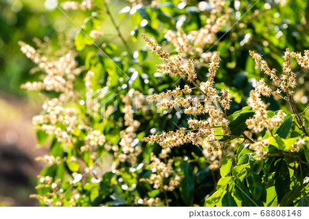 Longan flower on Longan tree Longan flower on Longan tree 68808148