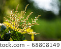 Longan flower on Longan tree 68808149