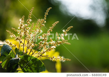 Longan flower on Longan tree 68808149