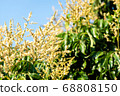 Longan flower on Longan tree 68808150