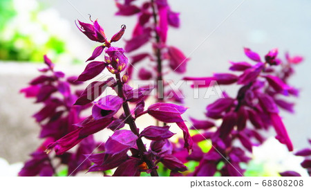 Salvia · Splendens flowers 68808208