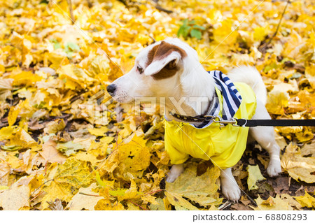 Amazing jack russell terrier in leaves in autumn. Pet and dog concept. Amazing jack russell terrier in leaves in autumn. Pet and dog concept. 68808293