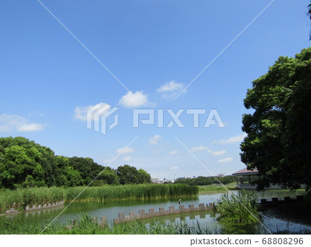 Heron in a hot summer white cloud and blue sky pond 68808296