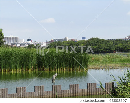 Heron in a hot summer white cloud and blue sky pond 68808297