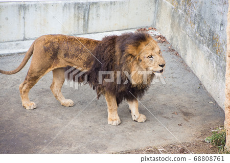 Male Lion Male Lion 68808761