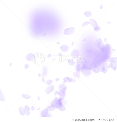 Violet flower petals falling down. Bold romantic f Violet flower petals falling down. Bold romantic f 68809528