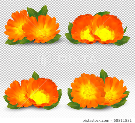 3d realistic calendula on transparent background. Fragrant flower marigold close up. Medicine calendula. Vector illustration 68811881