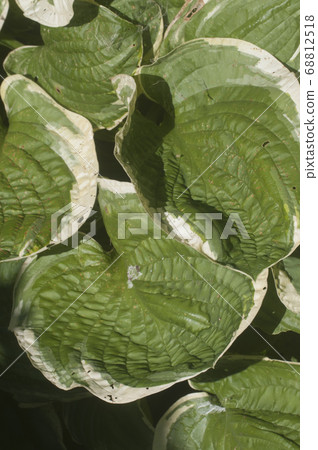 Hosta plant in a garden Hosta plant in a garden 68812518