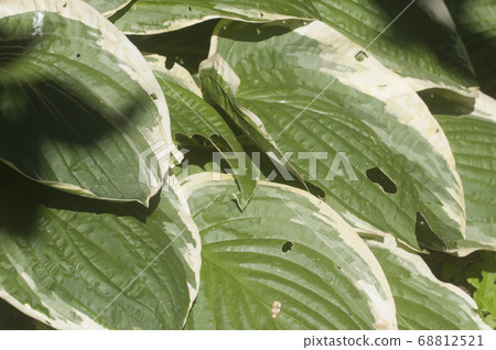 Hosta plant in a garden Hosta plant in a garden 68812521