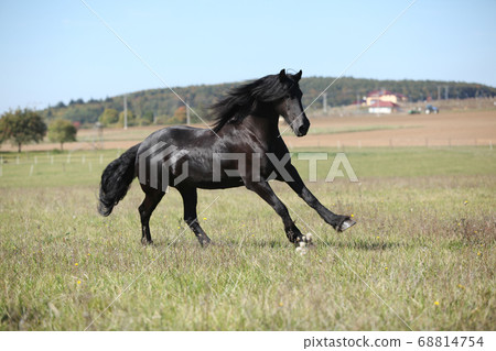 Beautiful friesian horse moving on pasturage 68814754