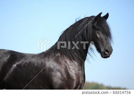 Amazing black friesian horse 68814756