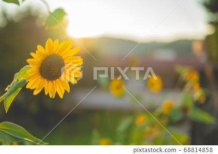 Sunlit backlit and sunflower flowers Sunlit backlit and sunflower flowers 68814858