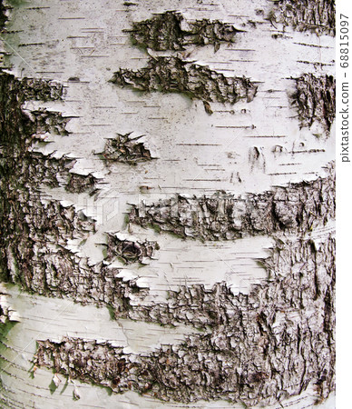 Mature birch bark in natural summer light Mature birch bark in natural summer light 68815097