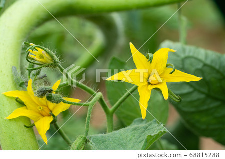 Tomato (Solanum lycopersicum) 68815288