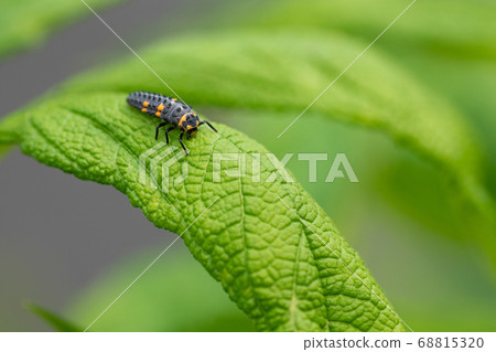 Caterpillar of Ladybug Caterpillar of Ladybug 68815320