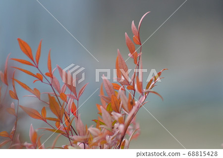 Autumn leaves 2 in letter space 68815428