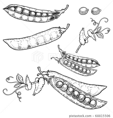 Set of hand drawn peas illustrations isolated on - Stock Illustration ...