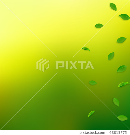 Falling green leaves. Fresh tea random leaves flyi 68815775
