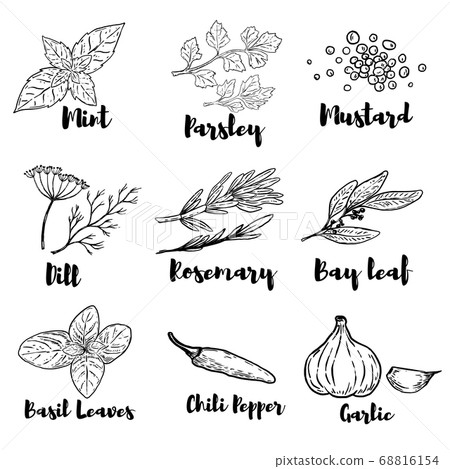 Set of spice and herbs illustrations isolated on Set of spice and herbs illustrations isolated on 68816154