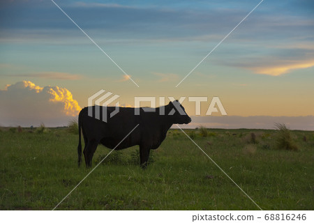 Pampas sunset landscape, La Pampa, Argentina Pampas sunset landscape, La Pampa, Argentina 68816246