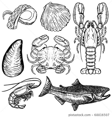 Set of hand drawn seafood illustrations. Design 68816507