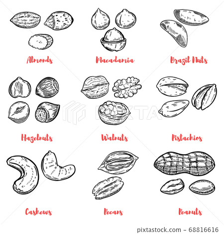 Set of nuts illustrations. Design elements for Set of nuts illustrations. Design elements for 68816616